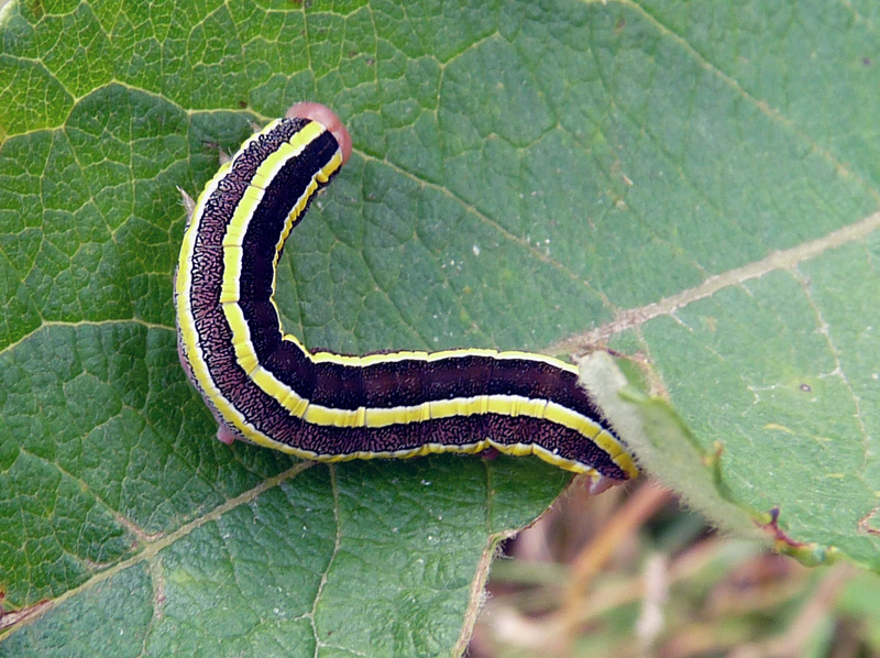 Larva di Ceramica pisi